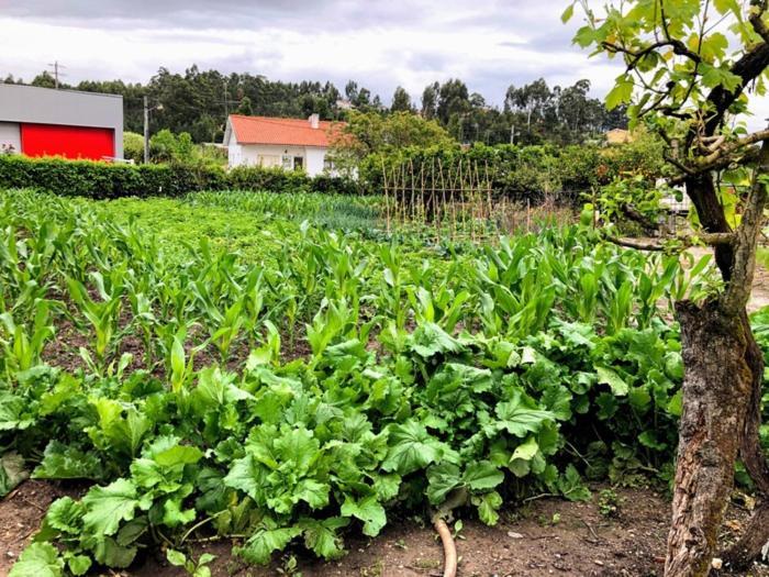 Juncal Casinha Da Avo Rosario公寓 外观 照片